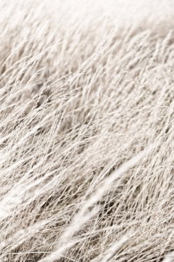 sarı bir ot Soyut doku 