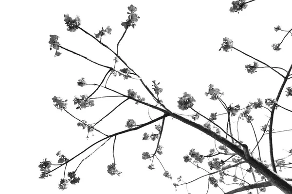 In de lege lucht plant en bloem — Stockfoto
