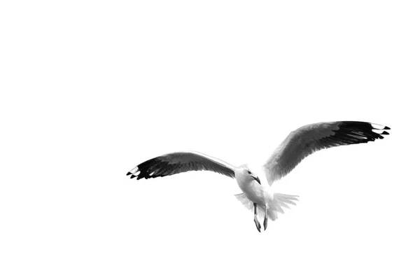 Белая чайка, летящая в ясном небе — стоковое фото