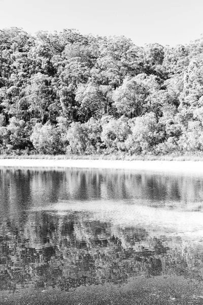 Australia Lago Mckenzie Albero Del Turismo Rilassarsi Nel Paradiso — Foto Stock