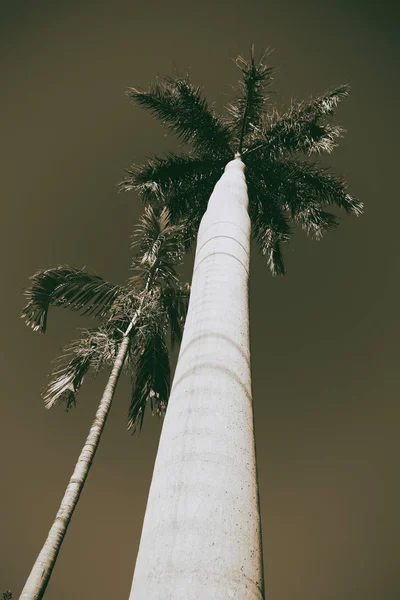 Australia Branch Palm Clear Sky — Stock Photo, Image