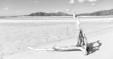 Avustralya whitsunday içinde ada ağaç ve paradise Körfezi'beach