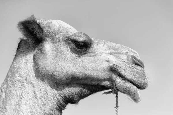 Етіопії Африканський Верблюд Небі Абстрактний Фон — стокове фото
