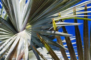 Avustralya açık gökyüzü hurma dalı