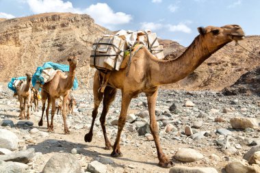 Develer vadide markete yürüme madencilik tuz ile eski kuru dere birçok Danakil Etiyopya Afrika'da