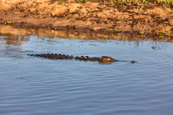 in  australia  reptile crocodile in the river pond and light
