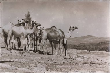 deve satmaya hazır ve doğa arka plan eski pazar birçok Danakil Etiyopya Afrika'da