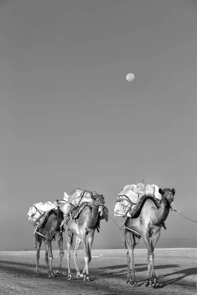 在达纳吉尔凹地埃塞俄比亚非洲在盐湖骆驼 Carovan 和风景 — 图库照片