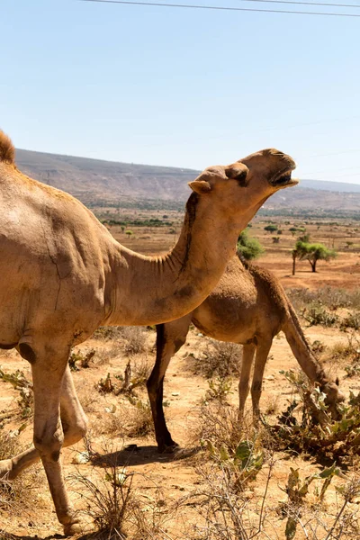 古い市場多くのラクダを販売する準備ができていると自然の背景のダナキル エチオピア アフリカ — ストック写真