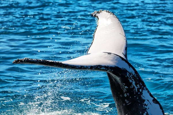 Austrália Uma Baleia Livre Oceano Como Conceito Liberdade — Fotografia de Stock