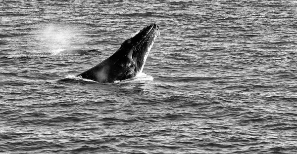 Australia Una Balena Libera Nell Oceano Come Concetto Libertà — Foto Stock