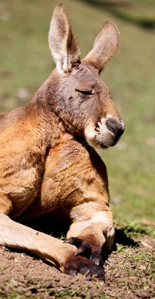 Australia Parque Natural Cerca Del Canguro Cerca Arbusto — Foto de Stock