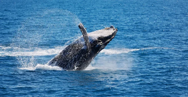 Australie Une Baleine Libre Dans Océan Comme Concept Liberté — Photo