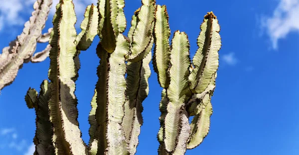 I himlen som bakrund abstrakt kaktus växt — Stockfoto