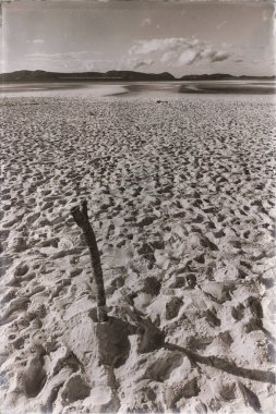  ağaç ve paradise Körfezi'beach