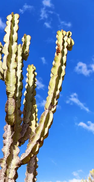 Ethiopië Afrika Cactus Plant Textuur Als Backround Abstract Hemel — Stockfoto