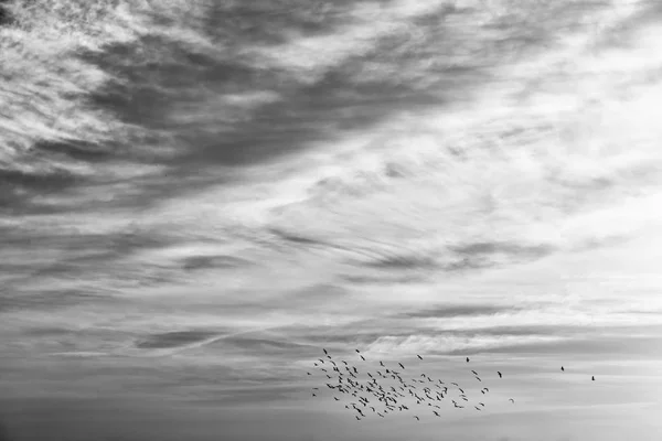 En el cielo despejado cerca del atardecer rebaño de aves —  Fotos de Stock