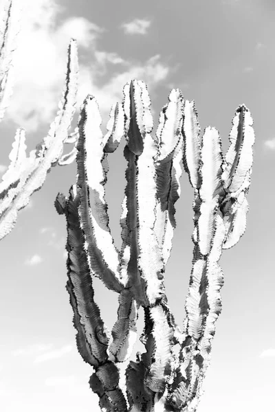 Etiópia África Cacto Planta Textura Como Fundo Abstrato Céu — Fotografia de Stock