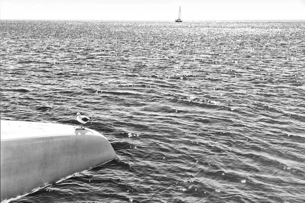 Australie Catamaran Pont Beaucoup Mouette Libre Près Mer — Photo