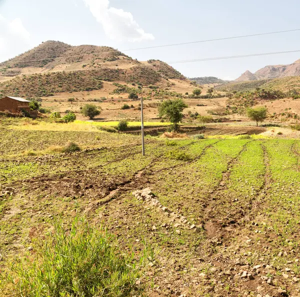Äthiopien Afrika Nationalpark Der Berg Und Der Hügel — Stockfoto