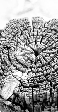 yüzey ağaç arka plan tahıl gibi soyut doku