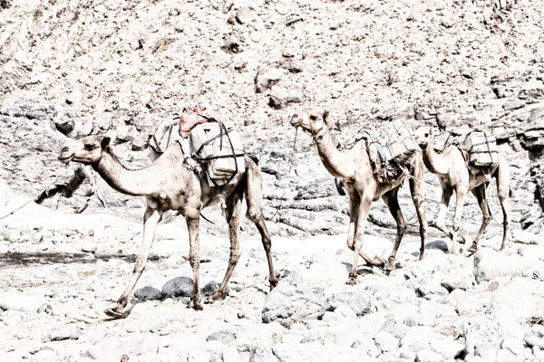 Африці Данакіль Ефіопії Старому Засохлої Річки Безліч Верблюдів Видобутку Солі — стокове фото