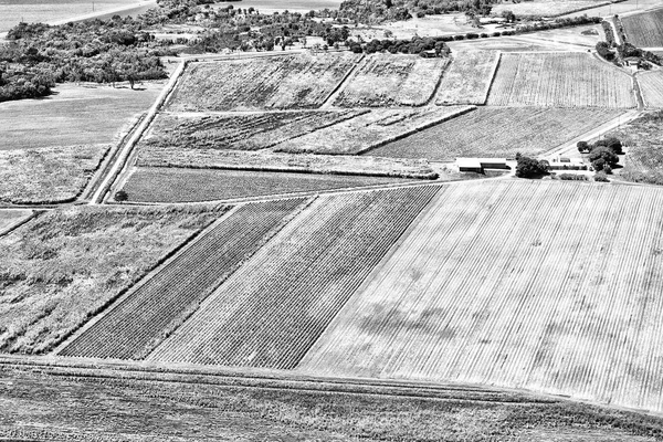 Textura Australia Campo Colutivación Alta —  Fotos de Stock