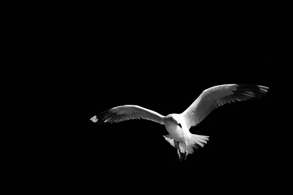 Australia Una Gaviota Blanca Libre Volando Cielo Despejado —  Fotos de Stock