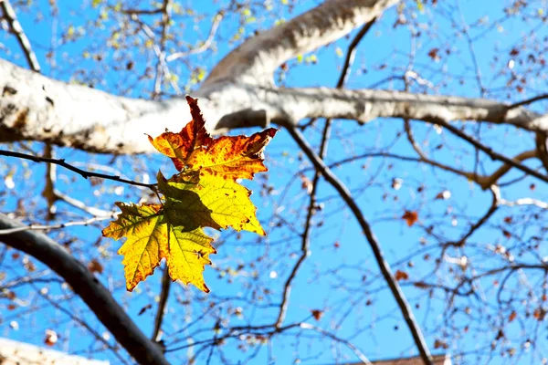 Einem Park Die Blätter Des Herbstes Wie Naturkonzept Und Hintergrund — Stockfoto