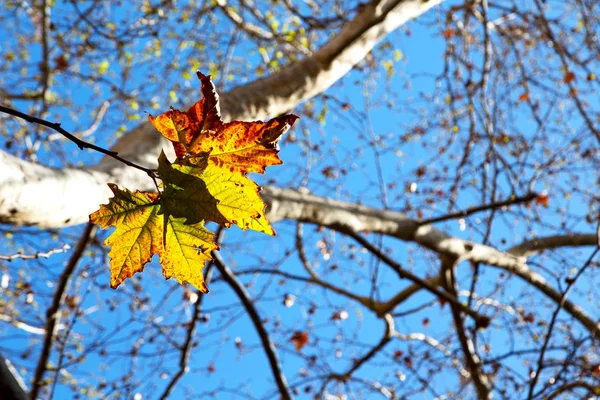 Parku Podzimní Listy Jako Příroda Koncept Pozadí — Stock fotografie