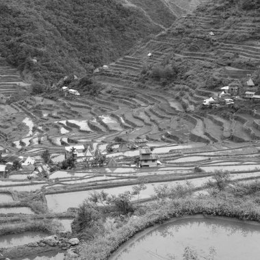 Banaue Unesco sitesinden pirinç elde etmek için Filipinler teras sahasında bulanıklık