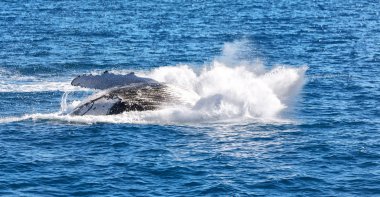 Avustralya'da okyanusta ücretsiz balina görünümünü kapat