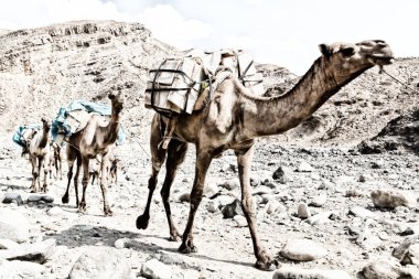 Doğal görünümü ile Danakil, Etiyopya, Afrika çöl geçmekte deve karavan 
