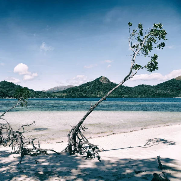 Pulau Pinus Indah Cosatline Pohon Bukit Dan Perahu Untuk Turis — Stok Foto