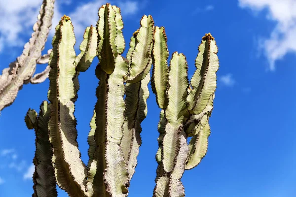 Etiopii Afrika Kaktus Rostlin Textury Jako Abstraktní Pozadí Obloze — Stock fotografie