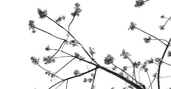 Australia Pianta Fiore Cielo Vuoto — Foto Stock