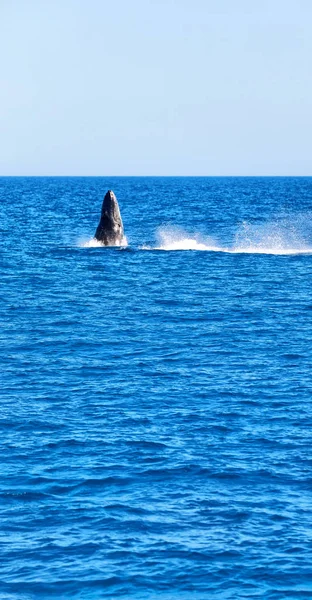 Vista Perto Baleia Livre Oceano Austrália — Fotografia de Stock