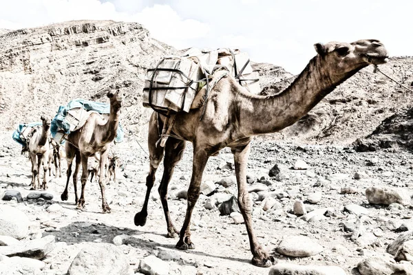 Мальовничим Видом Караван Верблюдів Проходять Через Пустелі Данакіль Ефіопії Африці — стокове фото