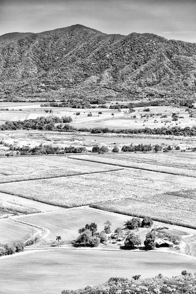 Textura Campo Austrália Colutivação Alto — Fotografia de Stock