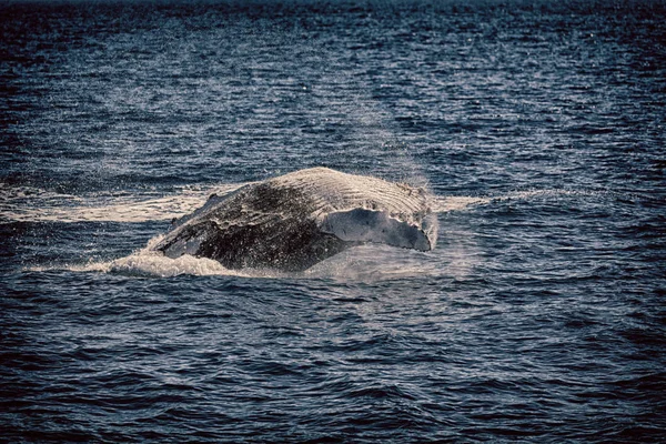 Australii Wolna Wieloryby Oceanie Jak Pojęcie Wolności — Zdjęcie stockowe
