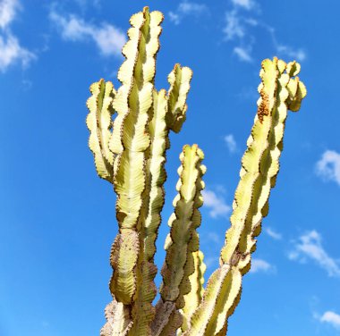 Etiyopya'da Afrika kaktüs bitki doku gökyüzü artalanları soyut gibi