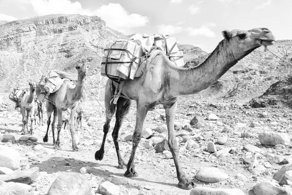 Africa nel vecchio fiume asciutto un sacco di cammelli — Foto Stock