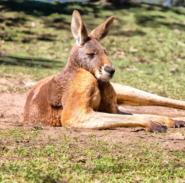 Natuarl park yakın çekim bush yakınındaki kanguru — Stok fotoğraf