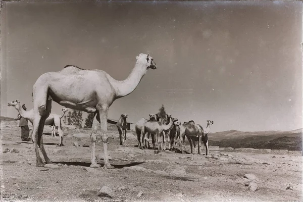 Etiopia Africa nel vecchio mercato un sacco di cammelli — Foto Stock