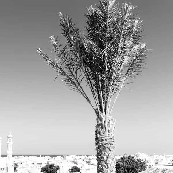 Nær havutsikt, bylandskapet og palmen – stockfoto