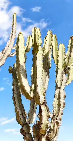 in  ethiopia africa   cactus plant texture like backround abstract in the sky