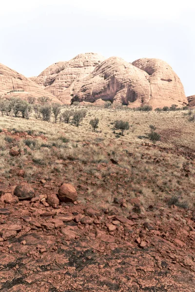 Australien Outback Kanjonen Och Trädet Nära Mountain Naturen — Stockfoto