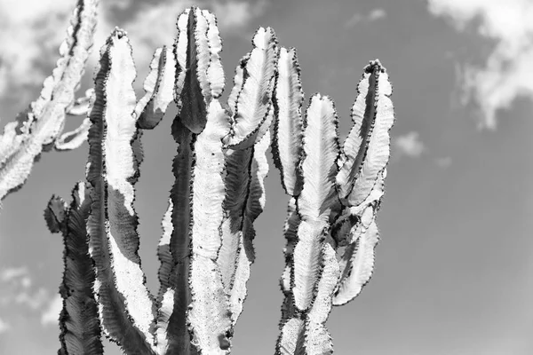 Etiópia África Cacto Planta Textura Como Fundo Abstrato Céu — Fotografia de Stock