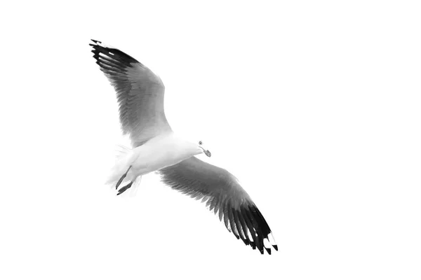 Australien Vit Gratis Seagull Flygande Den Klara Himlen — Stockfoto