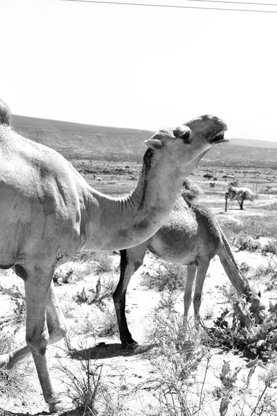古い市場多くのラクダを販売する準備ができていると自然の背景のダナキル エチオピア アフリカ — ストック写真